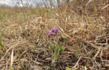 Pulsatilla chinensis. Цветущее растение. Приморский край, Уссурийский гор. округ, окр. с. Монакино, разнотравный луг на небольшой сопке. 30.04.2017.