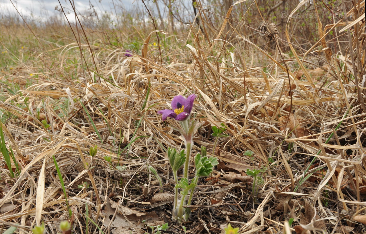 Image of Pulsatilla chinensis specimen.