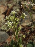 Micranthes punctata
