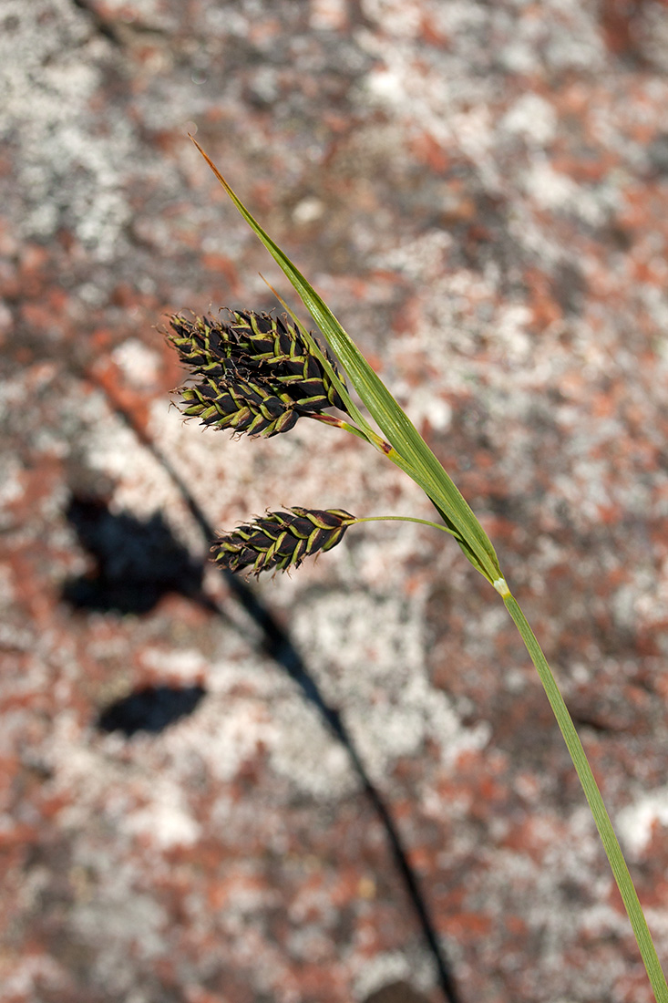 Изображение особи Carex atrata.