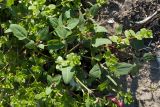 Atriplex kuzenevae. Цветущее растение в сообществе с Honckenya oblongifolia. Мурманская обл., Кольский р-н, побережье Подпахтинской губы, валунно-песчаный пляж близ границы с приморским лугом. 01.08.2017.