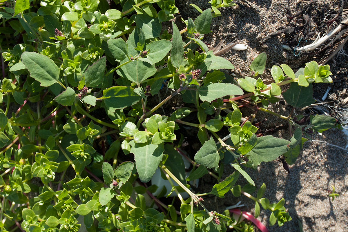 Image of Atriplex kuzenevae specimen.