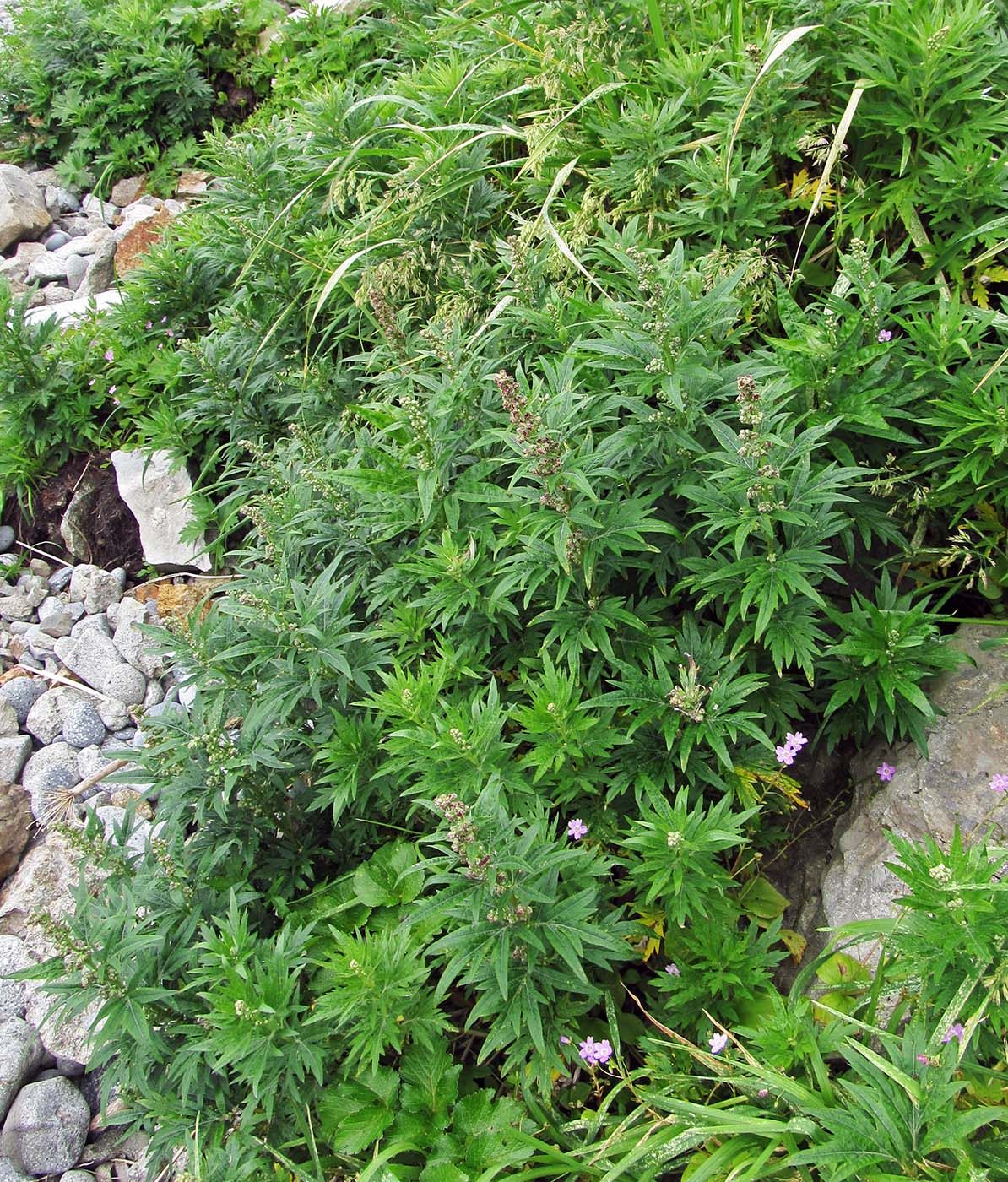 Image of Artemisia opulenta specimen.