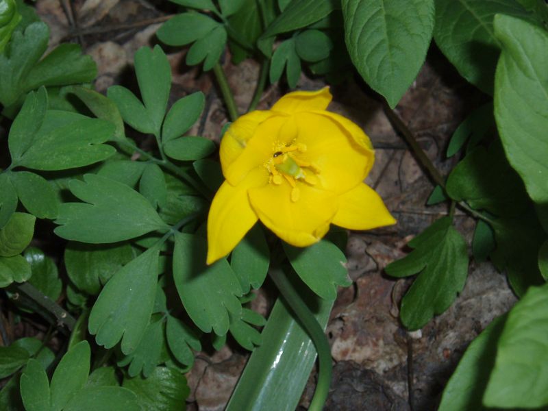 Изображение особи Tulipa biebersteiniana.