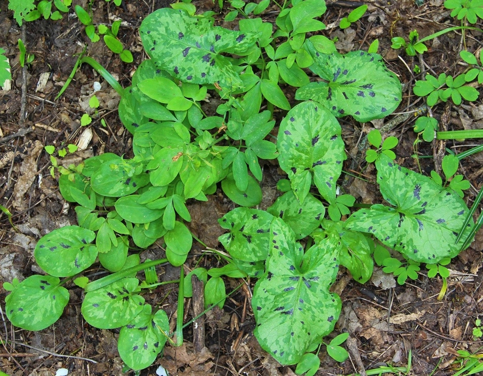 Image of Arum maculatum specimen.