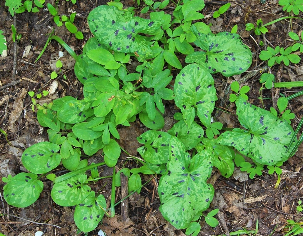 Изображение особи Arum maculatum.