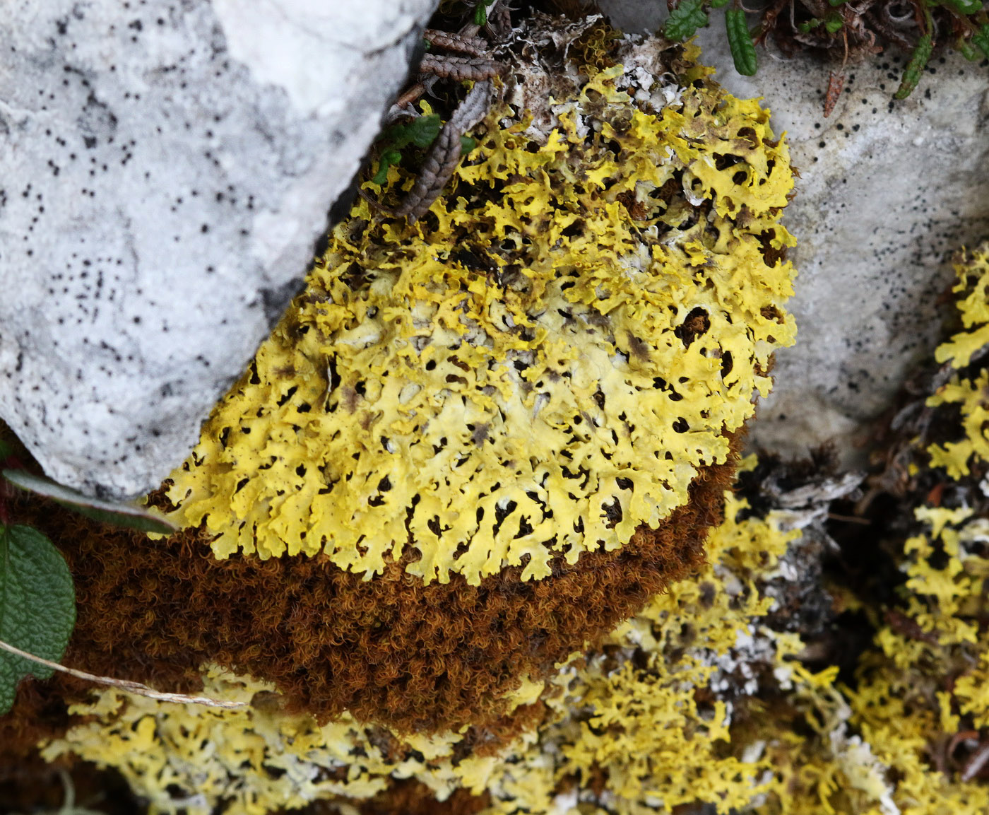 Image of Vulpicida tilesii specimen.