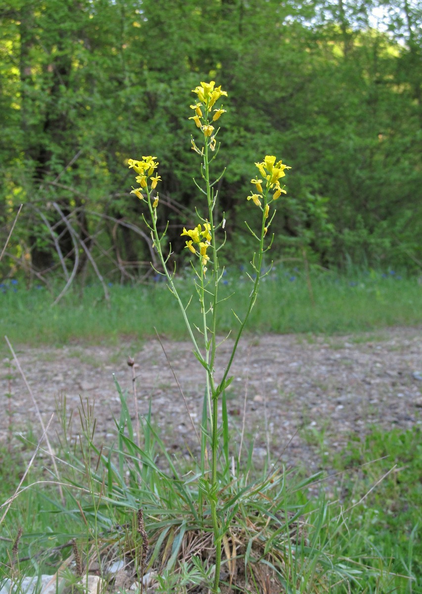 Image of Barbarea arcuata specimen.