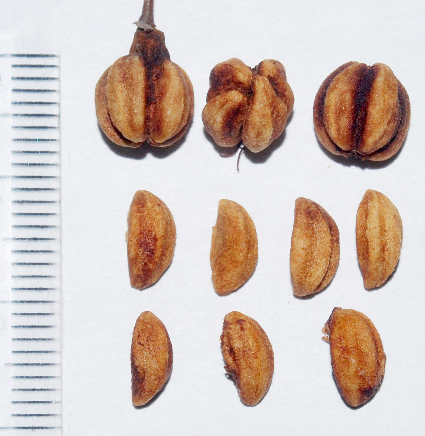 Image of genus Crataegus specimen.