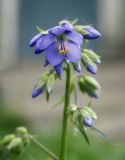 Polemonium caeruleum. Цветок. Пермский край, г. Пермь, Кировский р-н, газон у жилого дома, в культуре. 15.06.2017.