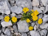 Alyssum oschtenicum