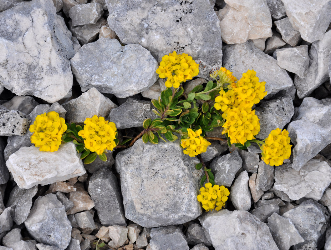 Image of Alyssum oschtenicum specimen.