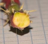 Cylindropuntia leptocaulis