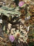 Cirsium