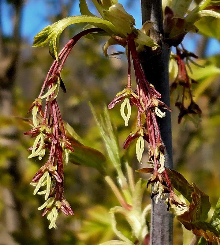 Image of Acer negundo specimen.