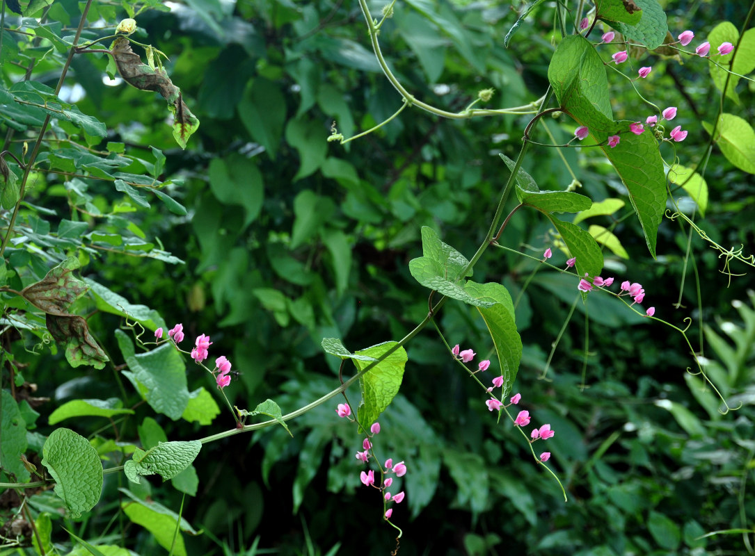 Изображение особи Antigonon leptopus.