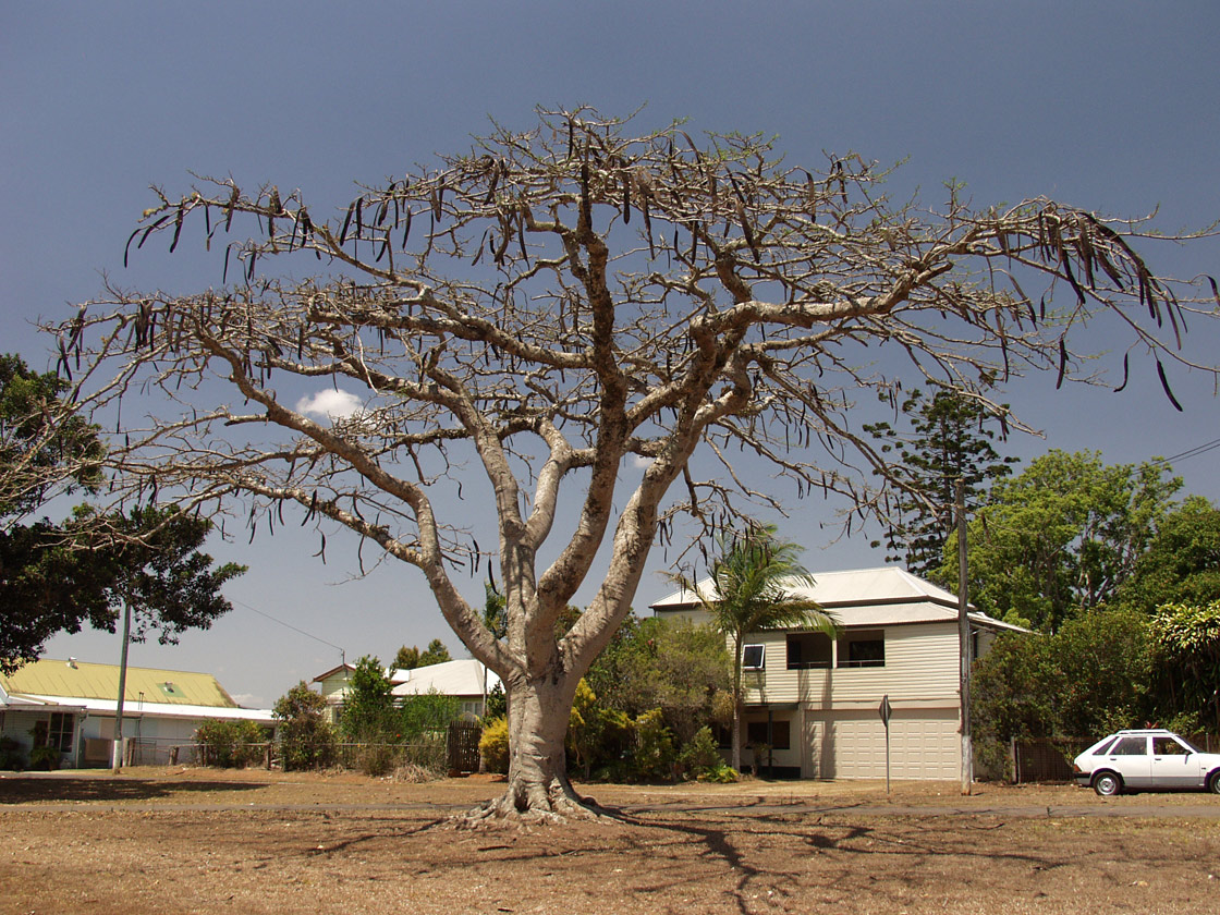 Image of Delonix regia specimen.