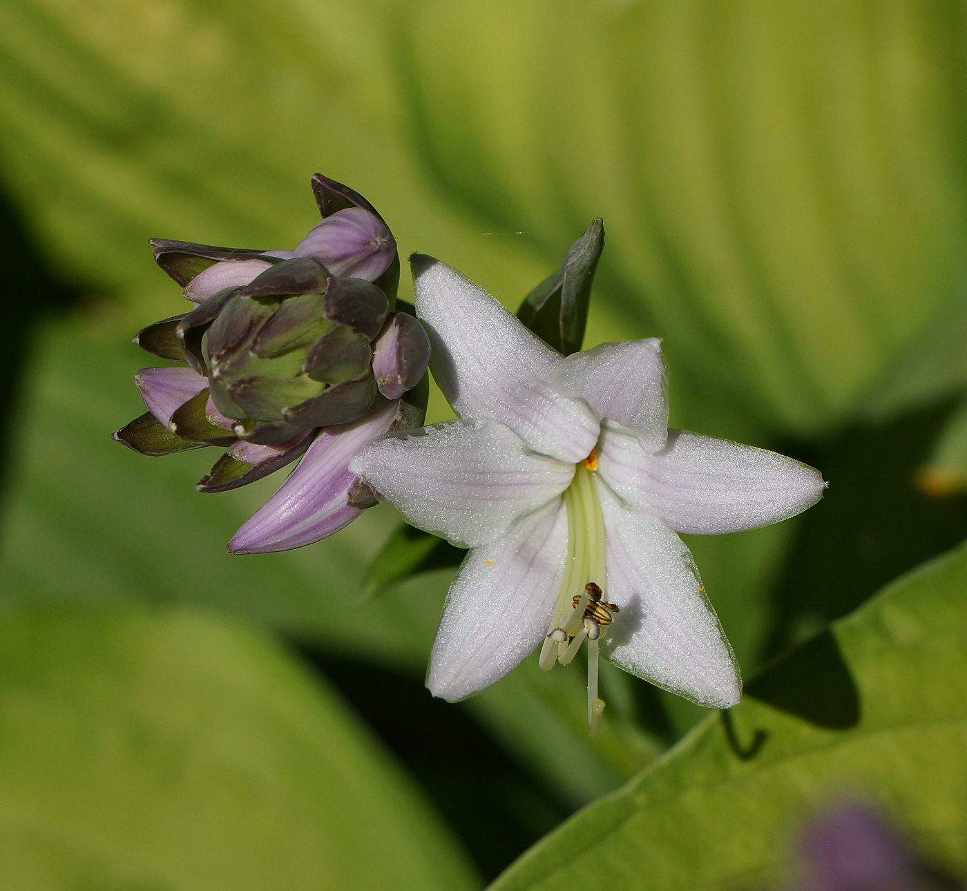 Image of genus Hosta specimen.