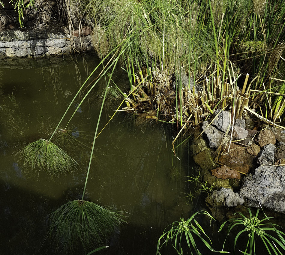 Image of Cyperus papyrus specimen.