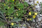 род Potentilla
