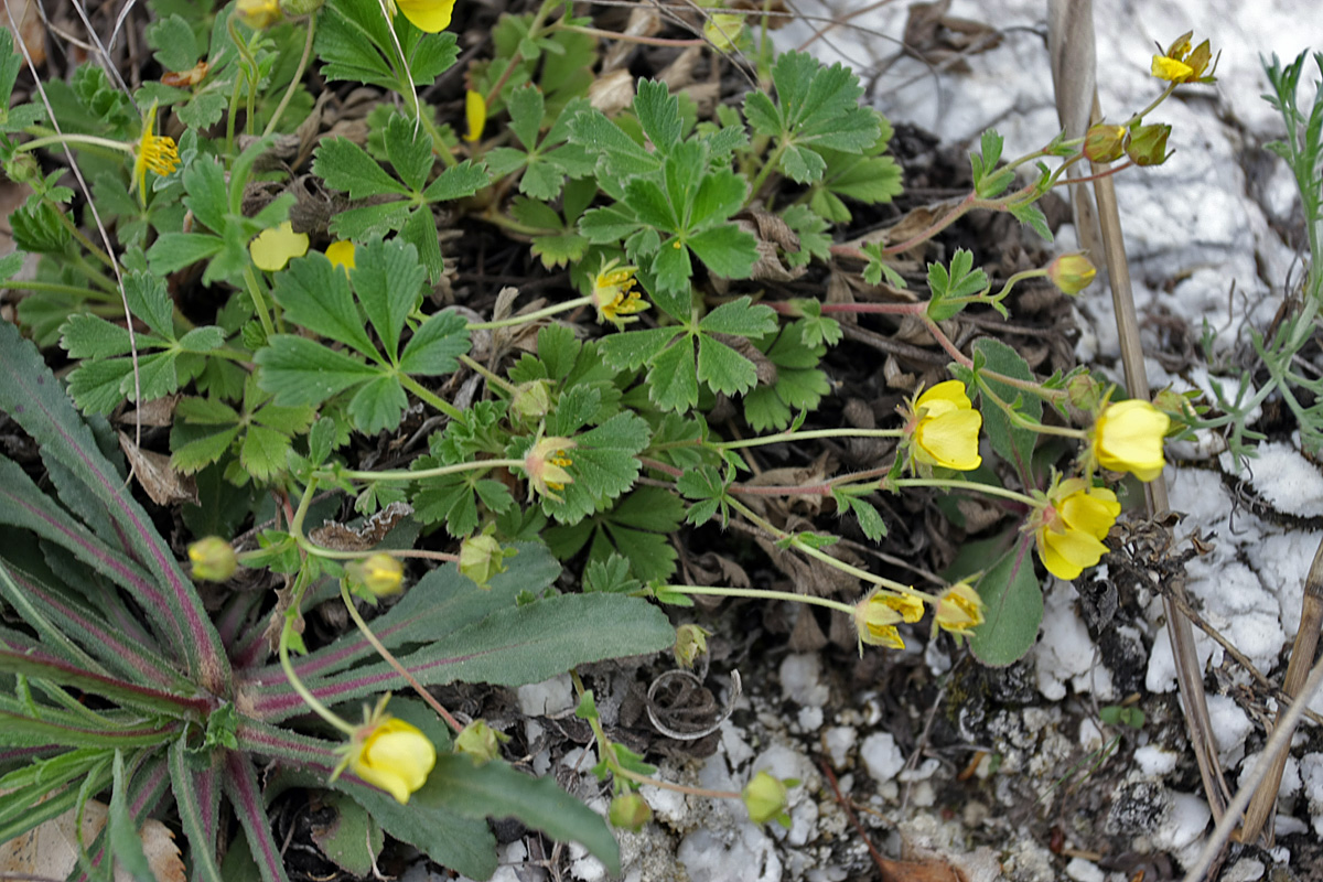 Image of genus Potentilla specimen.