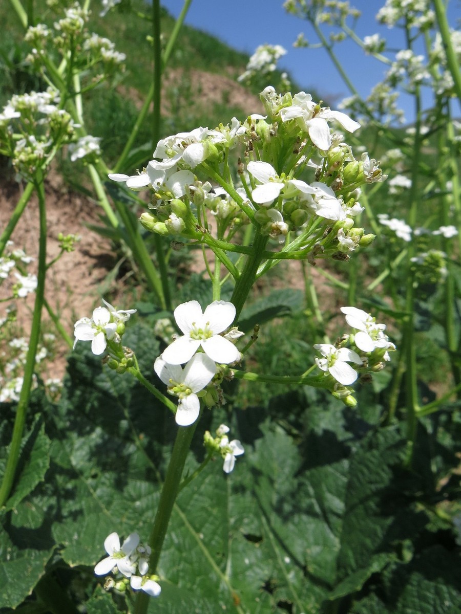 Image of Crambe kotschyana specimen.