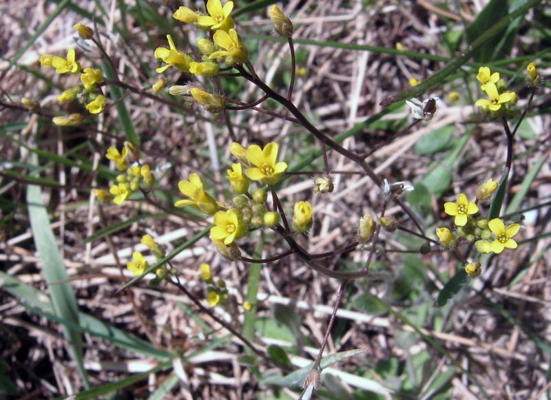 Image of Draba melanopus specimen.