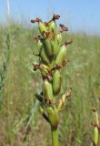 Anacamptis morio ssp. caucasica