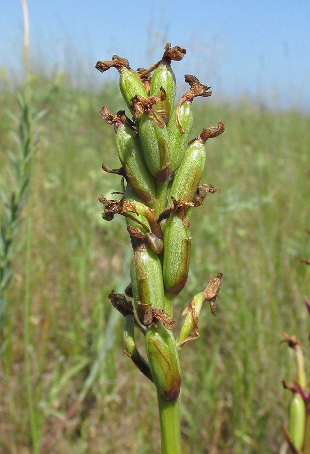 Изображение особи Anacamptis morio ssp. caucasica.