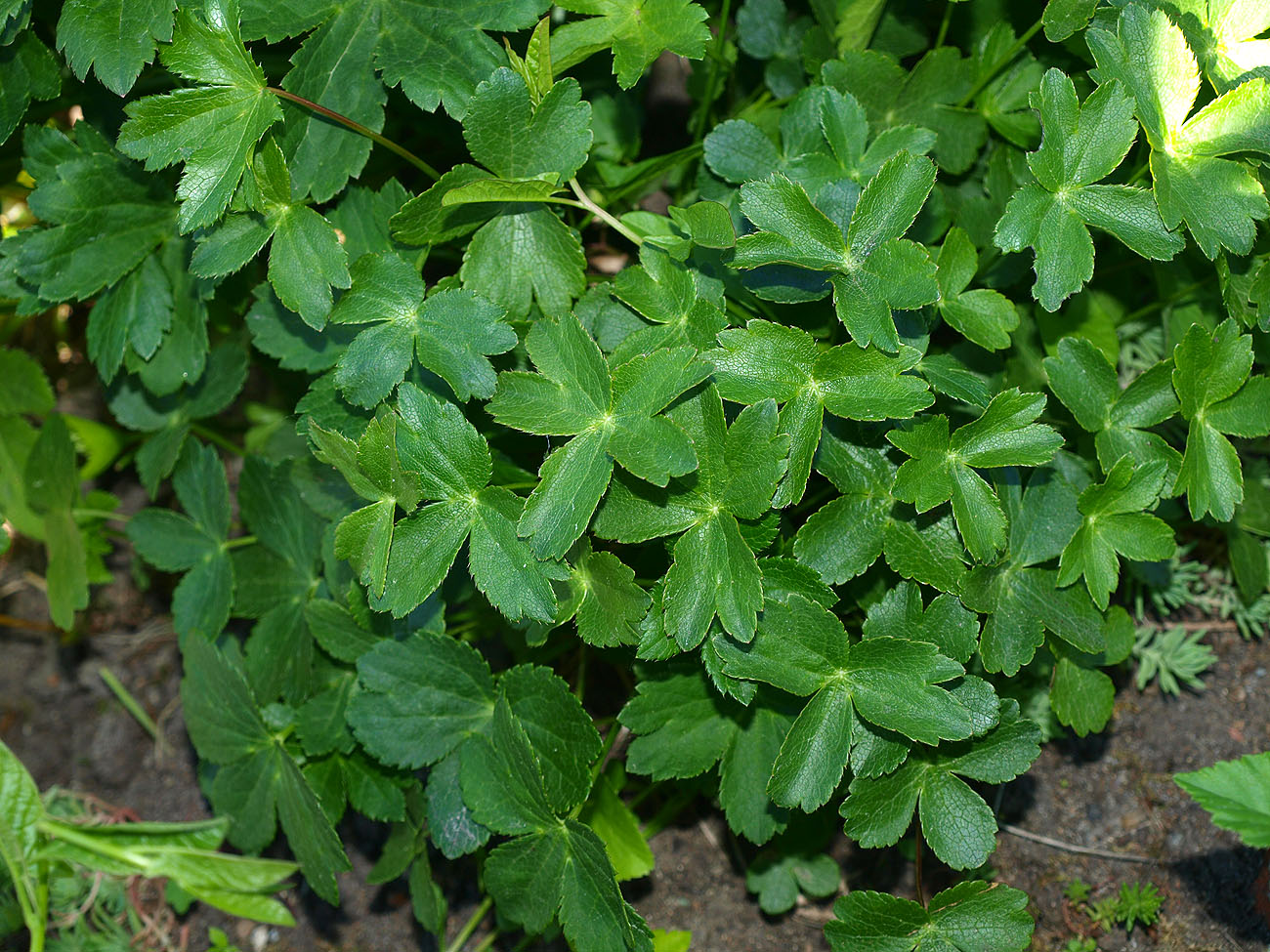 Изображение особи Astrantia colchica.