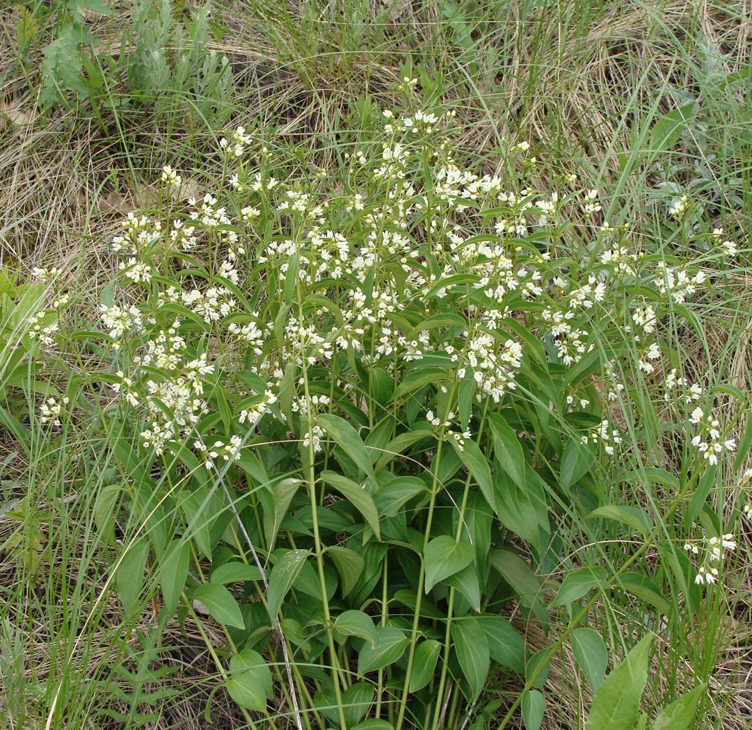 Image of Vincetoxicum hirundinaria specimen.