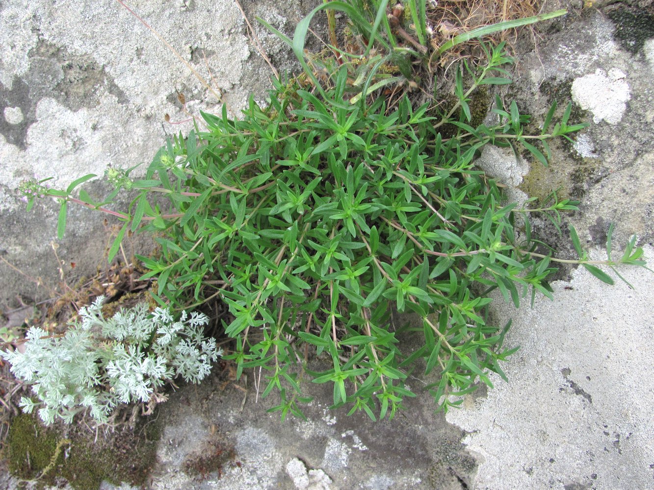 Image of genus Thymus specimen.