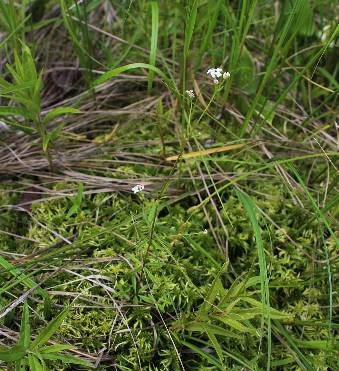 Image of Galium palustre specimen.