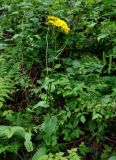 Crepis paludosa. Верхушка цветущего растения. Московская обл., Орехово-Зуевский р-н, долина р. Нерская, заросли кустарников на берегу реки. 14.06.2018.