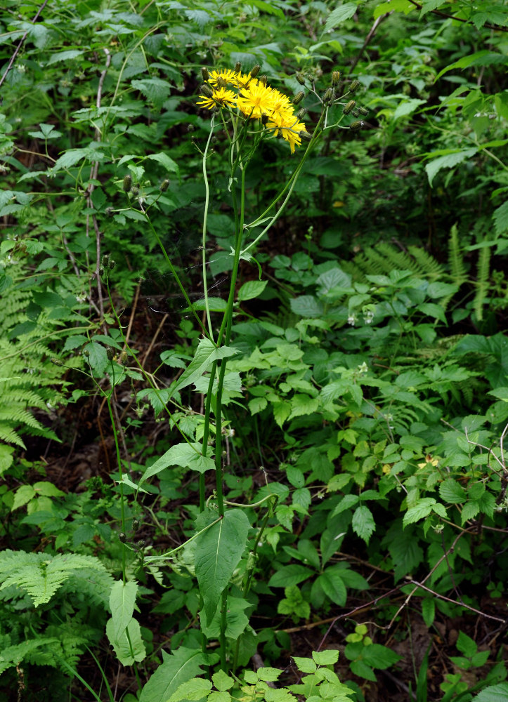 Изображение особи Crepis paludosa.