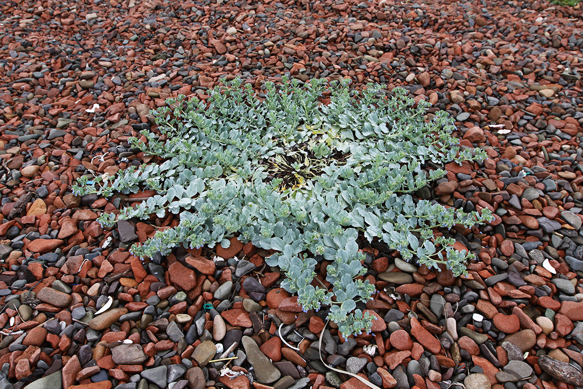 Image of Mertensia maritima specimen.