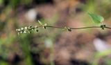 Fallopia convolvulus