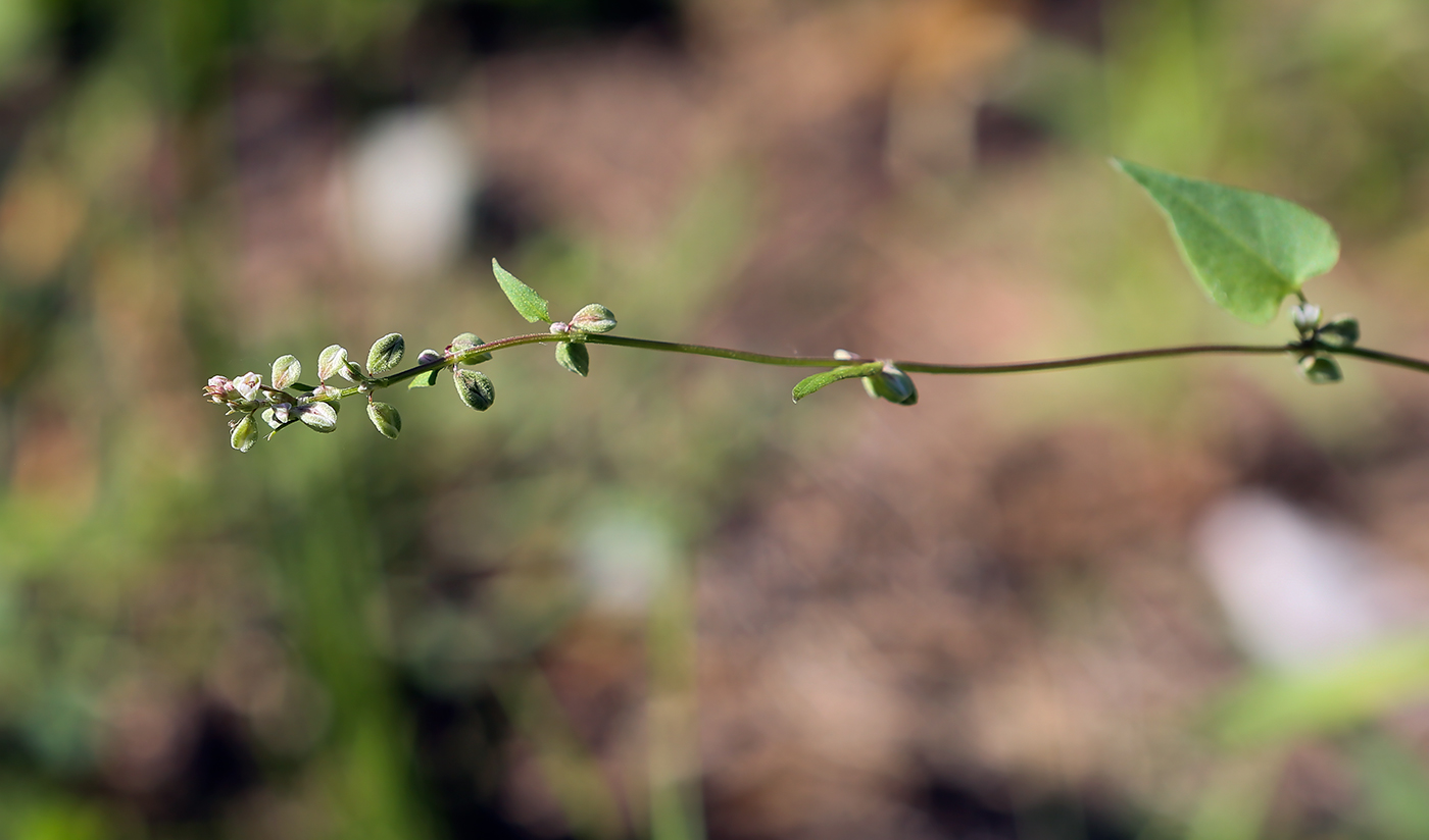 Изображение особи Fallopia convolvulus.