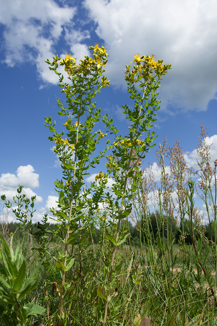 Image of Hypericum perforatum specimen.