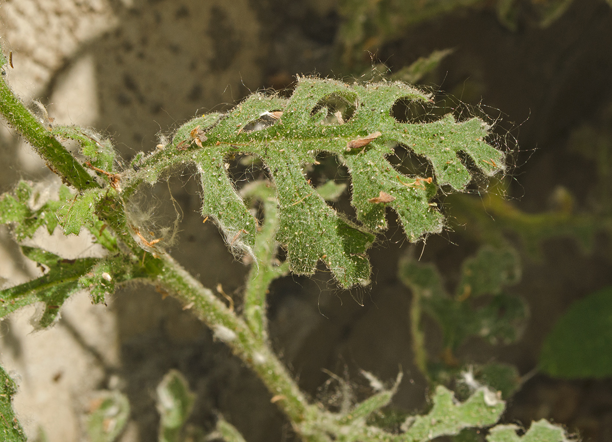 Изображение особи Senecio viscosus.