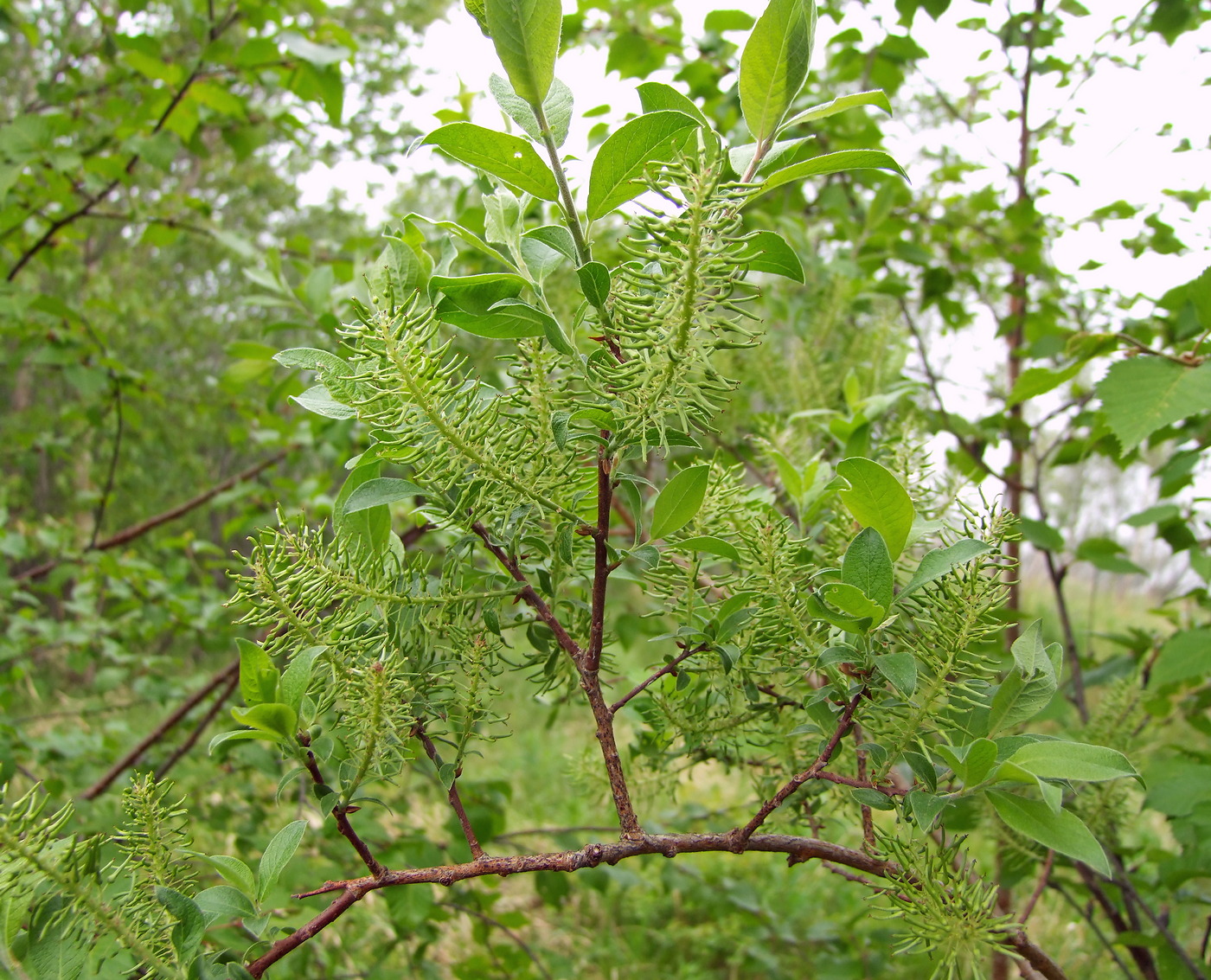 Image of Salix bebbiana specimen.