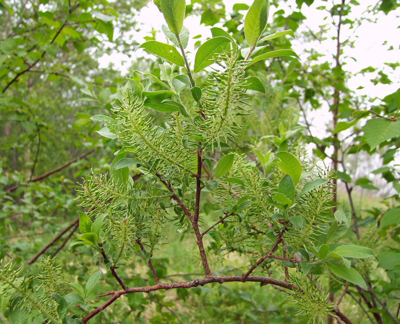 Изображение особи Salix bebbiana.