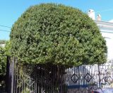 Buxus sempervirens. Вегетирующее растение. Крым, Белогорский р-н, Топловский монастырь, озеленение. 12.08.2018.