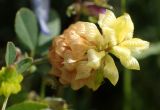 Trifolium campestre