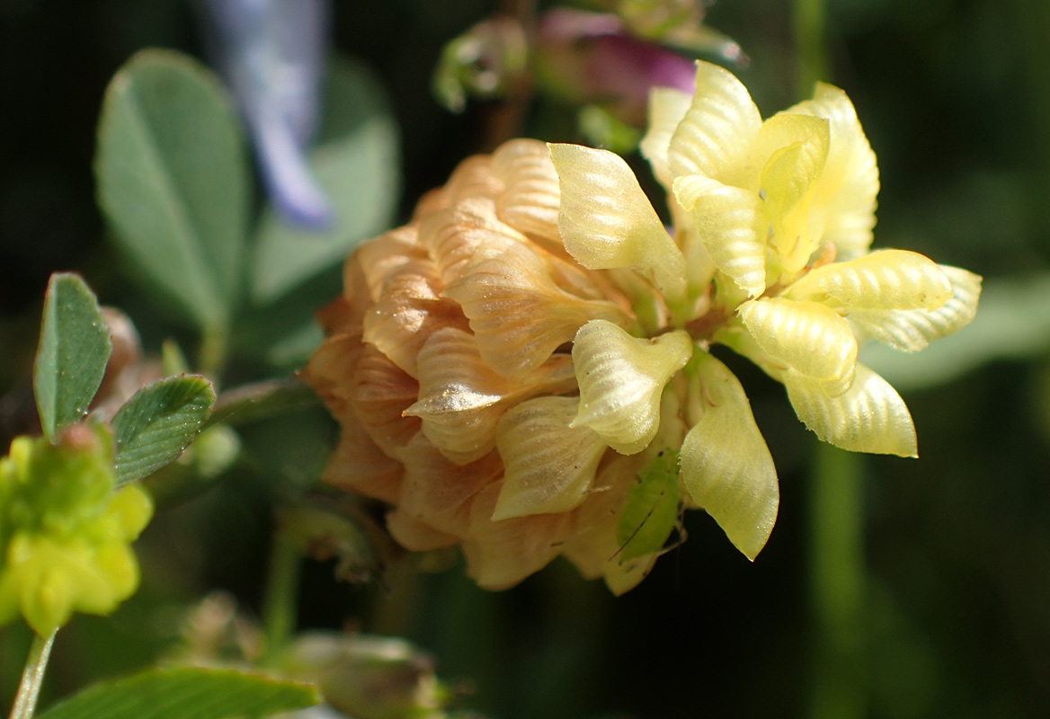 Image of Trifolium campestre specimen.