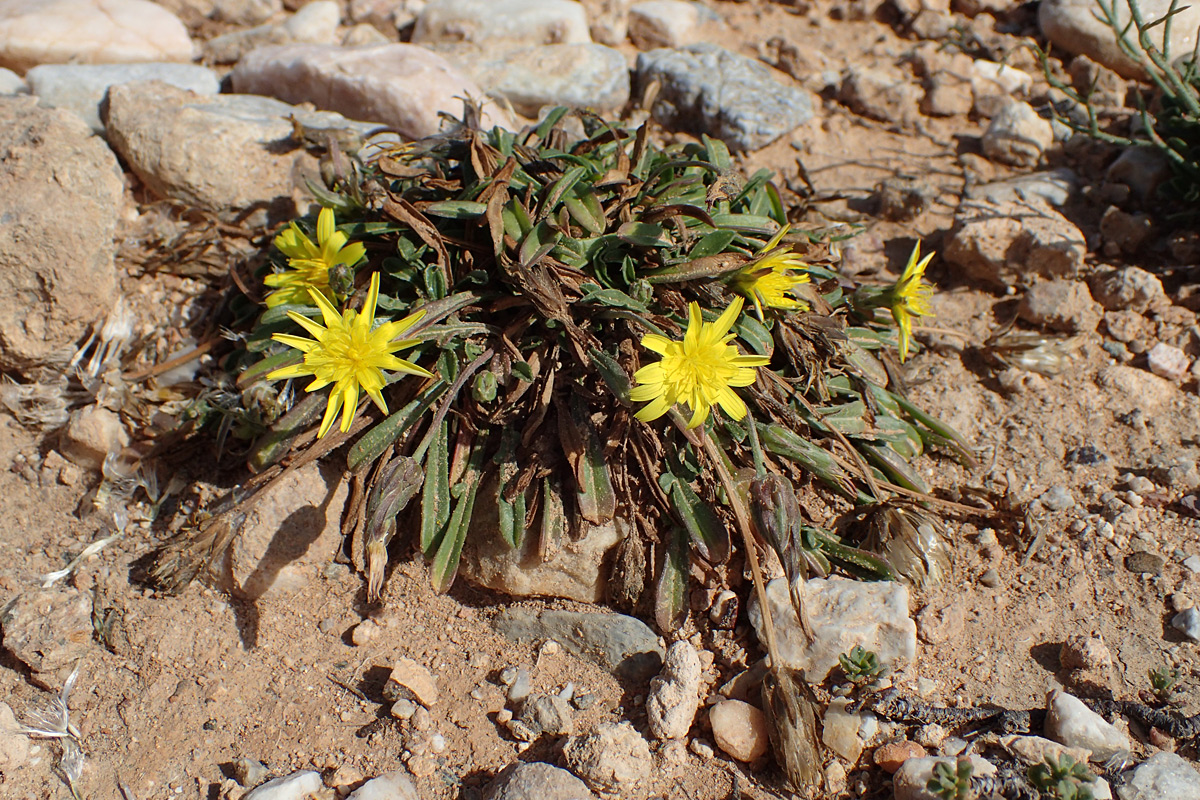 Image of Scorzonera cana specimen.