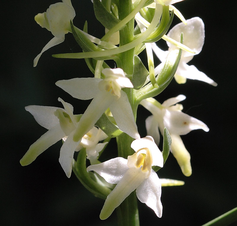 Изображение особи Platanthera bifolia.