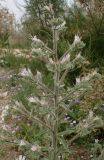 Echium biebersteinii