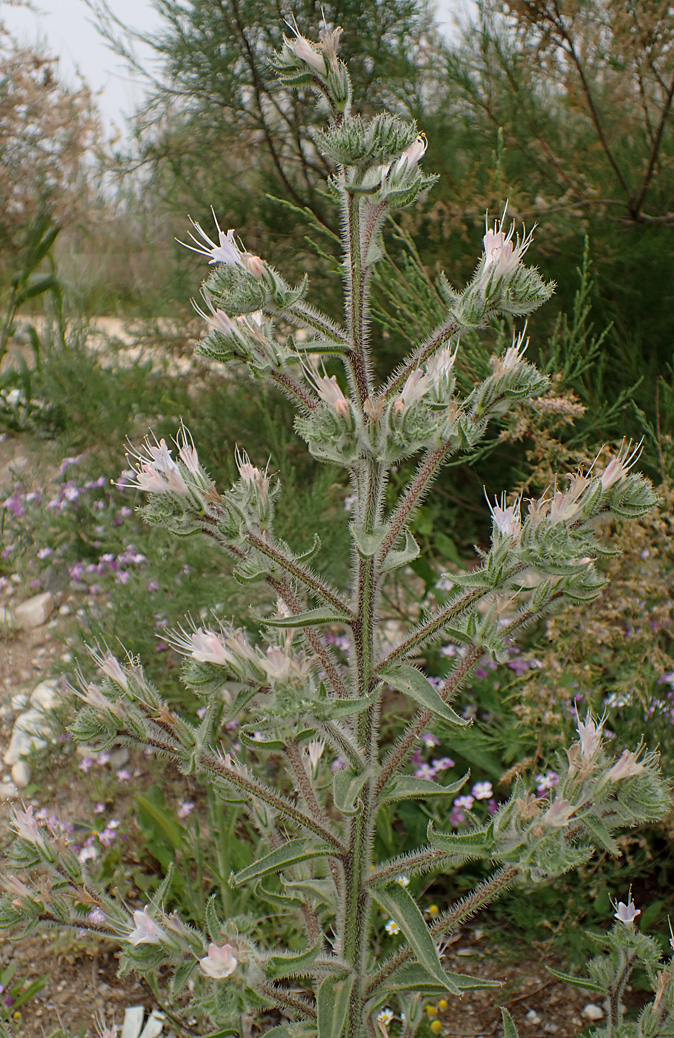 Image of Echium biebersteinii specimen.