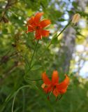 Lilium debile